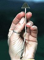 Psilocybe semilanceata-11.gif